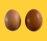 Deluxe Fake Egg